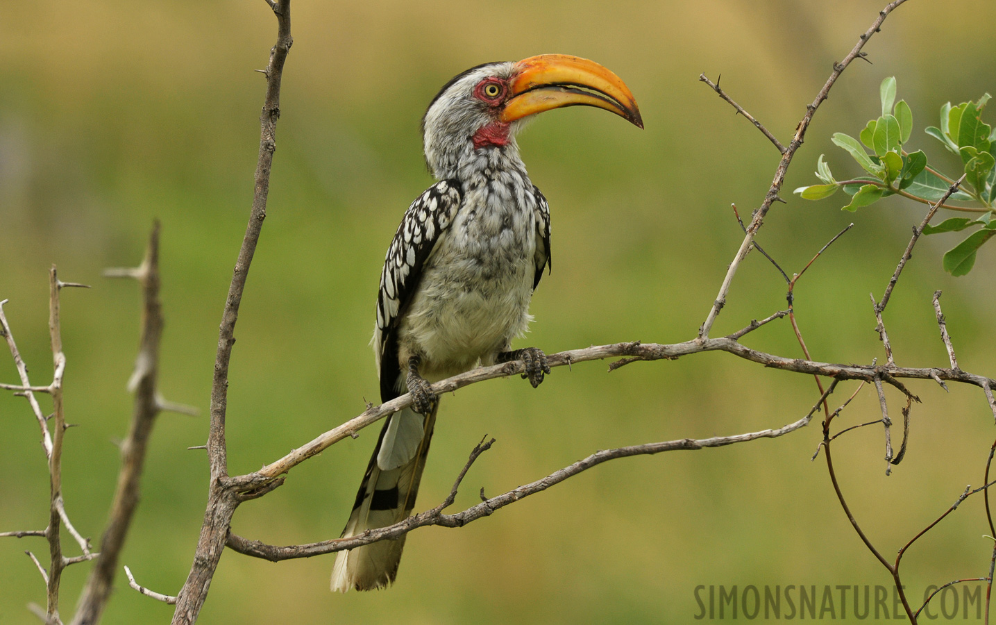 Tockus leucomelas [550 mm, 1/160 sec at f / 11, ISO 1600]